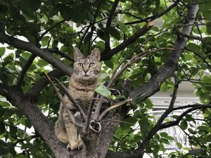 またまた猫と散歩