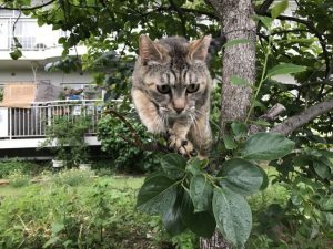 知ってる様で知らない「柿の花」  saccoの小さな庭 観察しました「柿 